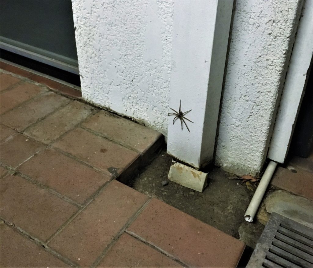 Huntsmen Spider, Gold Coast, 2019