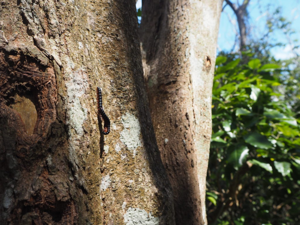 Stonožky na stromě, Národní park Burleigh Head, 2020.
