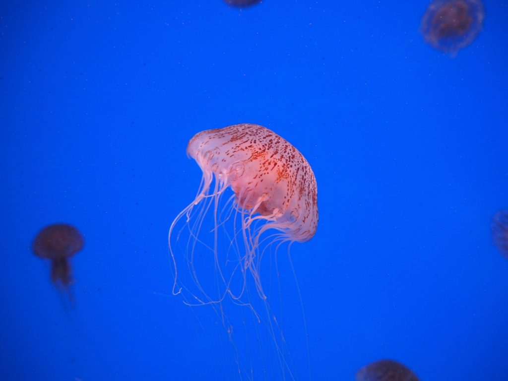 Mořská kopřiva (nettle jellyfish)