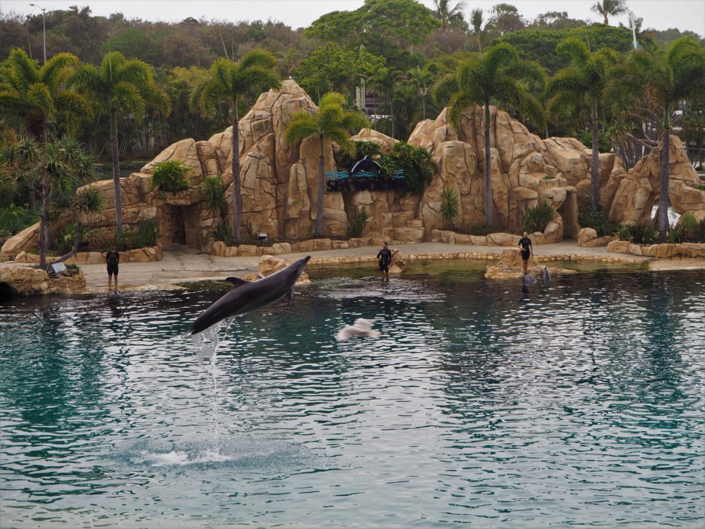 Delfíny, Sea World, Gold Coast, 2020