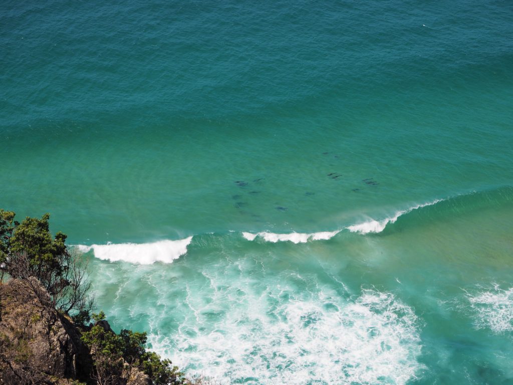 Delfíni ve vlnách, Byron Bay, 2020