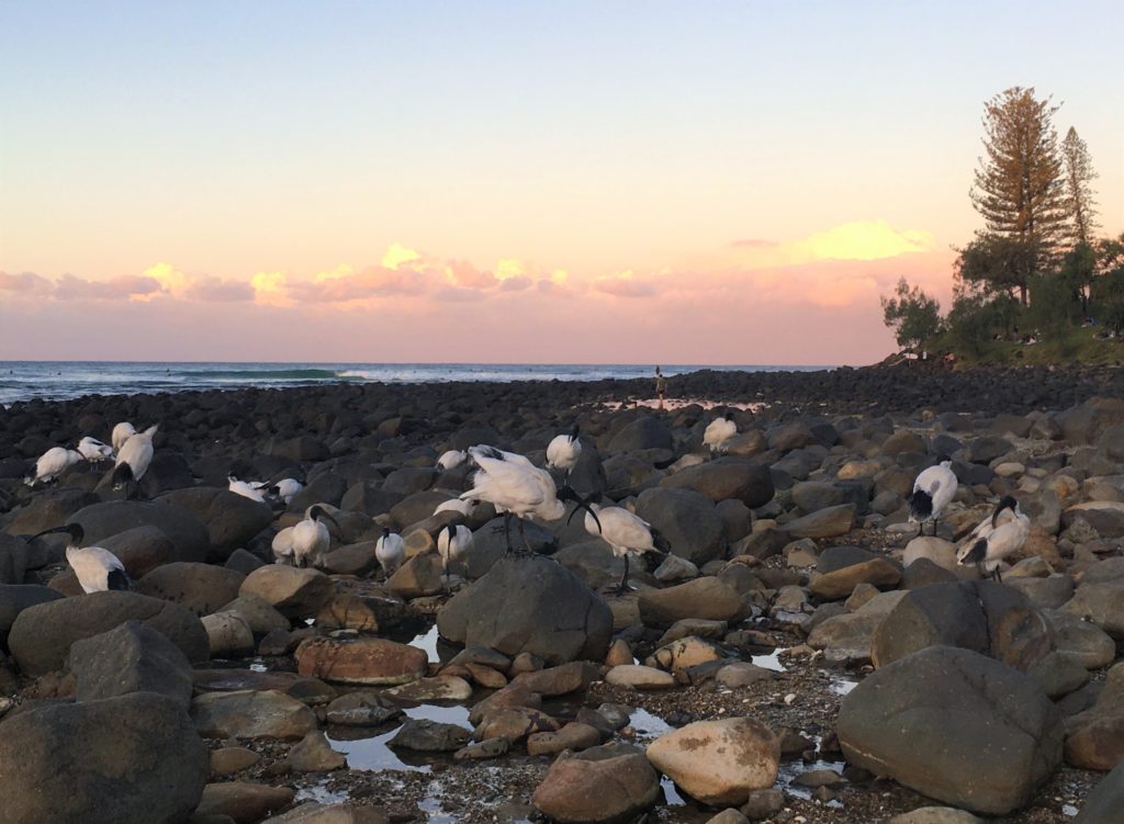 Ibisové na Burleigh Heads, Gold Coast, 2020